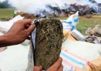 Polres Bengkalis Musnahkan 2 Kg Ganja Kering dan Ribuan Motol Miras